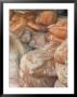 Loafs Of Bread, Vesuvio Bakery, Prince Street, New York, New York, Usa by Walter Bibikow Limited Edition Pricing Art Print