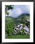 Hydrangeas In Bloom, Island Of Sao Miguel, Azores, Portugal by David Lomax Limited Edition Print