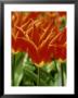 Tulipa Aladdin (Tulip) Close-Up Of Orange And Yellow Flowers by Mark Bolton Limited Edition Print