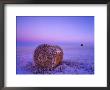 Winter Straw Bales Near Cartwright, North Dakota, Usa by Chuck Haney Limited Edition Pricing Art Print