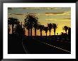 Sunset On Tram Tracks Of St. Kilda Esplanade, Melbourne, Australia by John Banagan Limited Edition Pricing Art Print