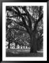 Oak Trees With Spanish Moss Hanging From Their Branches Lining A Southern Dirt Road by Alfred Eisenstaedt Limited Edition Print