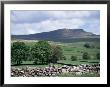 View Of Pen-Y-Ghent, Ribblesdale, Yorkshire, England, United Kingdom by Jean Brooks Limited Edition Print