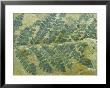 Fern Leaf, Neuropteris Species Carboniferous, Pa, Usa by David M. Dennis Limited Edition Print