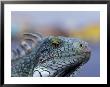 Iguana, Curacao, Caribbean by Greg Johnston Limited Edition Print