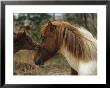 Wild Pony Foal Nuzzling Its Mother by James L. Stanfield Limited Edition Pricing Art Print