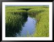 A Small Slough Or Channel Running Through A Grassy Marsh by Heather Perry Limited Edition Print