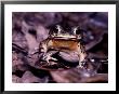 A Rain Forest Toad by Mattias Klum Limited Edition Pricing Art Print