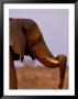Old African Elephant Bull Resting His Trunk On His Tusk by Beverly Joubert Limited Edition Print