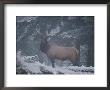 A Magnificent Bull Elk Stands Amidst The Snow by Raymond Gehman Limited Edition Print
