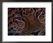 An Amur Leopard At The Minnesota Zoological Garden by Michael Nichols Limited Edition Print
