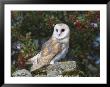 Barn Owl (Tyto Alba), On Dry Stone Wall With Hawthorn Berries In Late Summer, Captive, England by Steve & Ann Toon Limited Edition Print