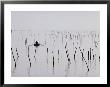 Oyster Beds, Arcachon, Gironde, Aquitaine, France by Adam Woolfitt Limited Edition Print