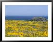 Pointe Du Vieux Chateau, Belle Ile En Mer, Breton Islands, Morbihan, Brittany, France by Bruno Barbier Limited Edition Print