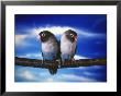 Blue Lovebirds Sitting On A Branch by Henryk T. Kaiser Limited Edition Pricing Art Print