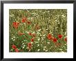 Papaver Rhoeas (Poppy) And Ox-Eye Daisy Growing Amongst Barley by Robert Estall Limited Edition Print