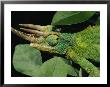 African Male Jacksons Chameleon (Chamaeleo Jacksonii) by Darlyne A. Murawski Limited Edition Print