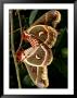 Mating Cecropia Moths by George Grall Limited Edition Print
