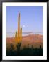 Moonrise Over Saguaro Cactus And Ajo Mountains, Organ Pipe National Monument, Arizona, Usa by Scott T. Smith Limited Edition Print