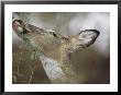 A White-Tailed Deer (Odocoileus Virginianus) Snacks On Leaves by Michael Fay Limited Edition Pricing Art Print