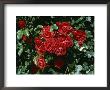 A Rose Garden In A Villa In Vicenza, Italy by Taylor S. Kennedy Limited Edition Print