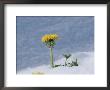A Dandelion Pushes Up Through A Late Spring Snow by George F. Mobley Limited Edition Print