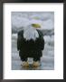 An American Bald Eagle Stands On The Shoreline by Klaus Nigge Limited Edition Print