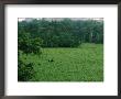 Elevated View Of Gorillas In A Forest Clearing, Or Bai by Michael Nichols Limited Edition Print