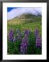 Beautiful Flowers Spring Up Around The Base Of A Mountain by Barry Tessman Limited Edition Print