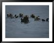 A Group Of Sea Otters, Enhydra Lutris, Rest On The Surface Of The Sea by Karen Kasmauski Limited Edition Print