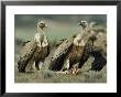 Griffon Vultures Eating As A Crow Watches Nearby by Klaus Nigge Limited Edition Print