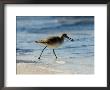 Closeup Of A Willet On A Beach, Sanibel Island, Florida by Tim Laman Limited Edition Print