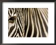 Closeup Of A Grevys Zebra's Face And Coat by Tim Laman Limited Edition Print