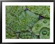 Early Morning Dewdrops On Lily Pads, Laurel Lake, Near Bandon, Oregon by Tom Haseltine Limited Edition Print