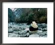 Giant Panda Eating Bamboo By The River, Wolong Panda Reserve, Sichuan, China by Keren Su Limited Edition Print