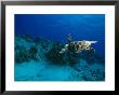 A Hawksbill Turtle Swims Along A Reef by Raul Touzon Limited Edition Pricing Art Print