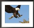 American Bald Eagle Comes In For A Landing On A Dead Tree Branch by Paul Nicklen Limited Edition Print
