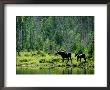 A Natural Salt Lick Lures Moose To The Shores Of Hidden Lake by Phil Schermeister Limited Edition Pricing Art Print