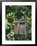 Common Kestrels Nest In A Bird House by Dr. Maurice G. Hornocker Limited Edition Pricing Art Print