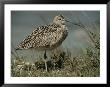 Close View Of A Curlew by Bates Littlehales Limited Edition Pricing Art Print