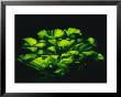 Jack-O-Lantern Mushrooms Glowing Green At Night by Darlyne A. Murawski Limited Edition Print