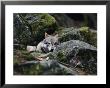 A Young Wolf Lies Partially Hidden Among Lichened Rocks by Mattias Klum Limited Edition Print