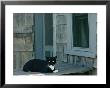 A Cat Sits On A Porch by James L. Stanfield Limited Edition Print