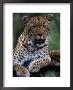 Portrait Of A Male Ten-Month-Old Leopard (Panthera Pardus) by Chris Johns Limited Edition Print