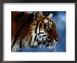 Close View Of A Young Indian Tiger by Michael Nichols Limited Edition Pricing Art Print