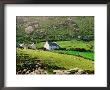 Sheep Grazing Near Farmhouses, Munster, Ireland by John Banagan Limited Edition Print