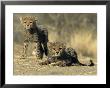 Cheetah Cubs, Acinonyx Jubatus, Duesternbrook Private Game Reserve, Windhoek, Namibia, Africa by Thorsten Milse Limited Edition Print