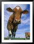 Guernsey Cows by Lynn M. Stone Limited Edition Pricing Art Print