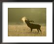 Red Deer, Stag Roaring, Uk by Mark Hamblin Limited Edition Pricing Art Print