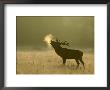 Red Deer, Stag Roaring, Uk by Mark Hamblin Limited Edition Print